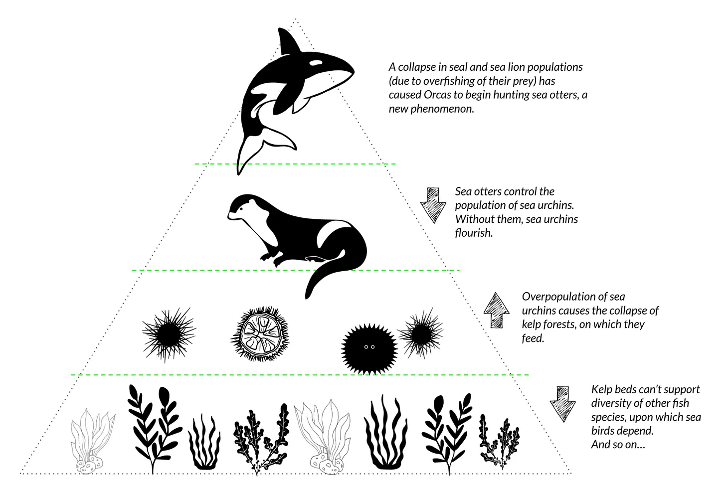 Example Trophic Cascade